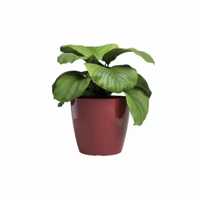 Pot de Fleur ARTEVASI SAN REMO 30 br Rouge foncé Pot de Fleur ARTEVASI SAN REMO 30 br Rouge foncé