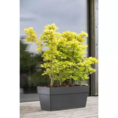 Jardinière DEROMA Muret Save R 75L Gris foncé Jardinière DEROMA Muret Save R 75L Gris foncé