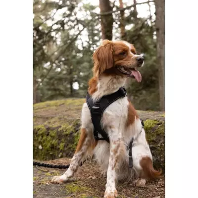 Harnais pour chien SYMBIOZ XXS Noir / Bleu - Taille compacte 