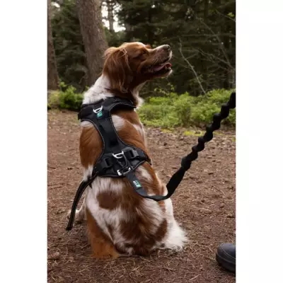 Harnais pour chien SYMBIOZ XXS Noir / Bleu - Taille compacte 