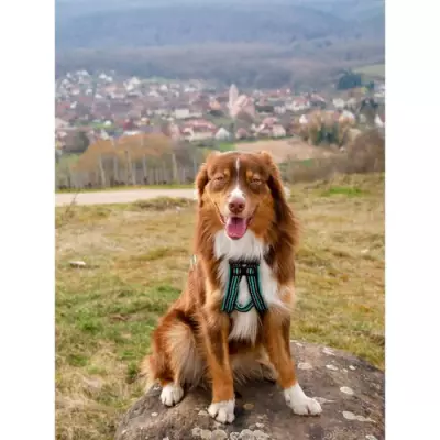 Harnais de traction pour chien - OLYMPIA XS - Bleu