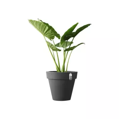 Pot de fleur Pure Round 40 anthracite - Format compact