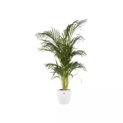 Jardinière Blanche 30x30x28 cm pour votre jardin