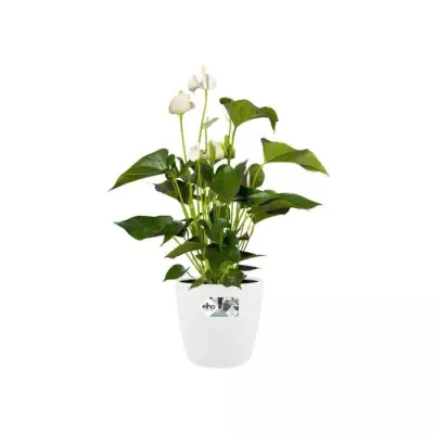 Pot de fleurs ELHO Brussels avec roues - Blanc - Ø 47 x H 44 cm - intérieur