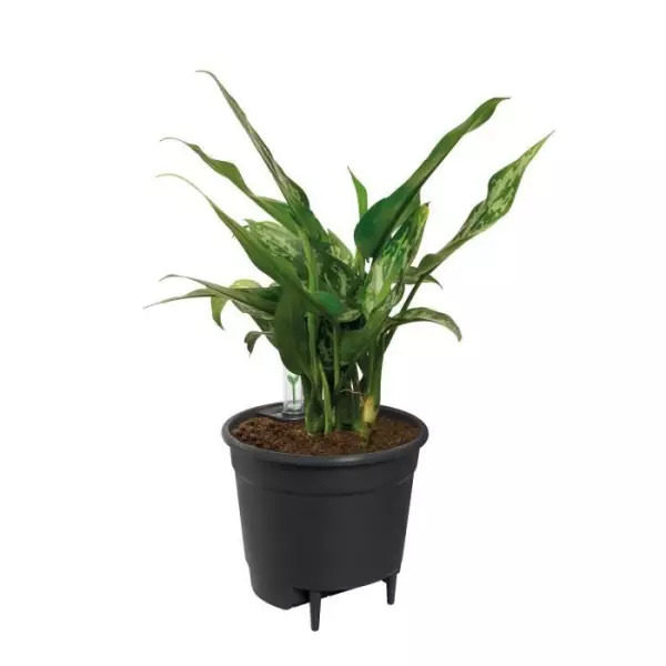 Elho Self-watering Insert Pot a fleurs 44 - Noir - Ø 43 x H 39 cm - intérieuraccessoires - 100% recyclé