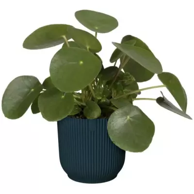 Pot De Fleurs Rond VIBES - Ø25 - Bleu Foncé - Design Moderne