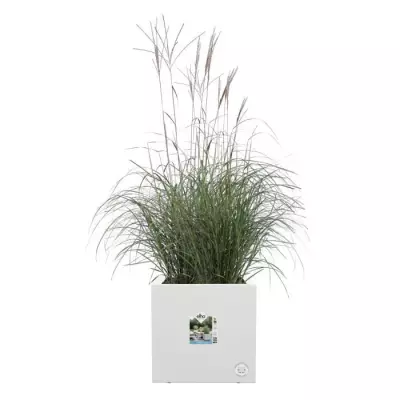 Elho Vivo Next Square 30 Bac à fleurs - Blanc - Ø 30 x H 29 cm