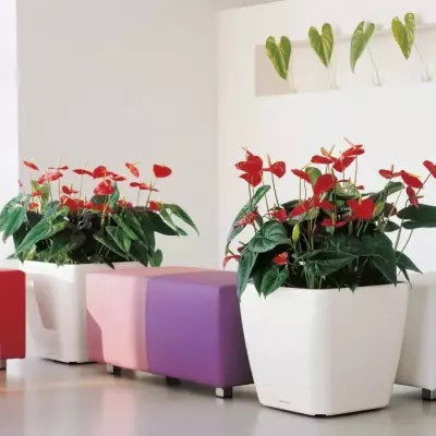 Pot de fleur LECHUZA Quadro Premium LS 50 - Rouge Scarlet Brillant - Kit Complet
