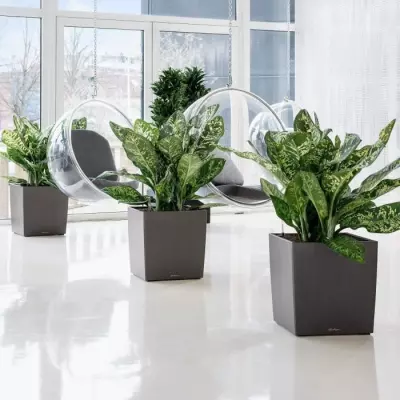 Pot de fleur LECHUZA Cube Premium 50 - taupe brillant, kit complet