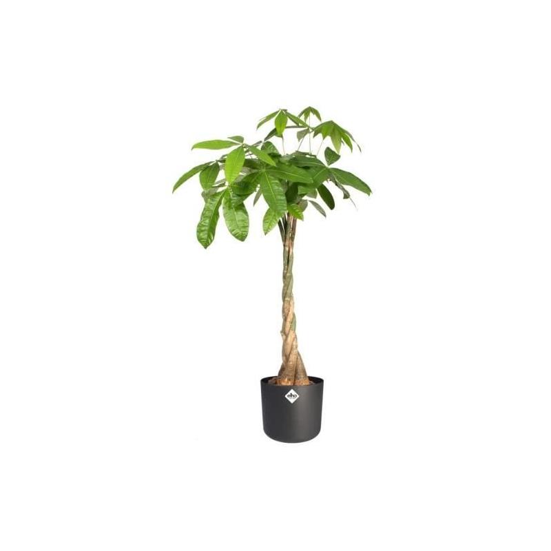 Jardinière ronde en plastique ELHO b.for soft - Ø30 - Anthracite