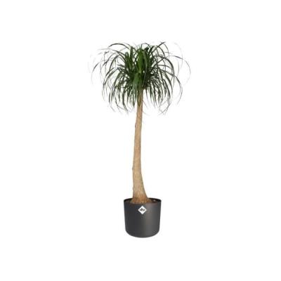 Jardinière ronde ELHO B.for Soft - Noir recyclé Ø35xH32cm