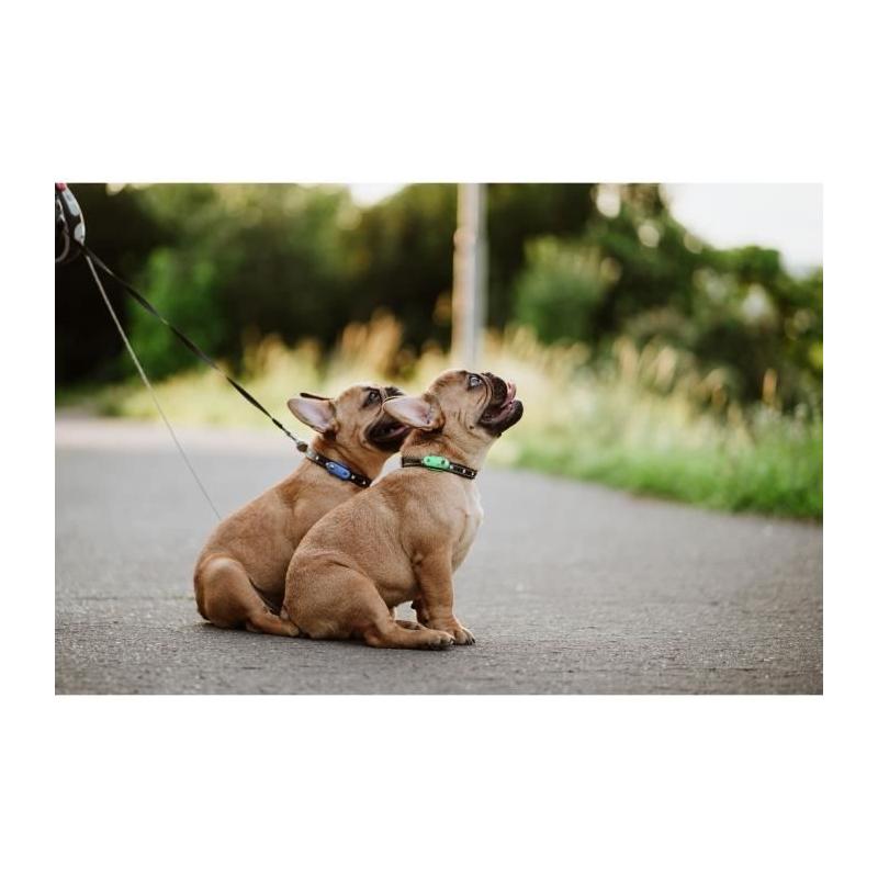 Protégez votre animal avec TICKLESS MINI DOG&CAT - Répulsif ultrason chien - Mentha Green