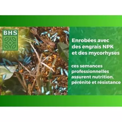 Gazon Anglais BHS - 3kg pour Jardins Haut de Gamme