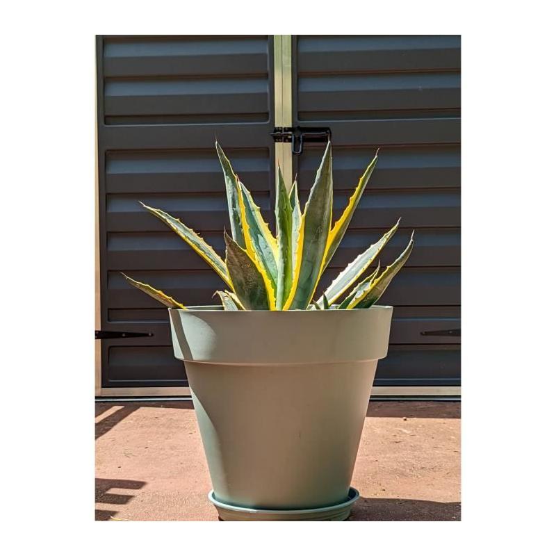 Bac à fleurs rond Riviera Soleilla - Diamètre 50 cm - Vert argile
