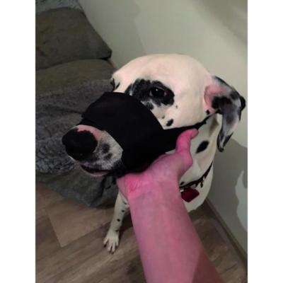 Museau en Nylon Noir pour Grand Chien avec Filet Respirant