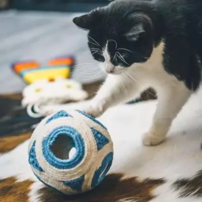 Griffoir XXL AIMÉ - Boule Bleue + 1 Balle 11.5cm Griffoir XXL AIMÉ - Boule Bleue + 1 Balle 11.5cm