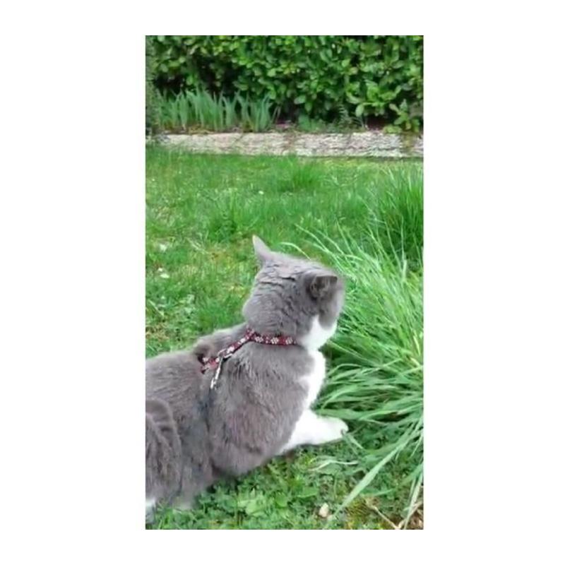 Kit harnais et laisse réfléchissant rouge pour Chat - AIMÉ