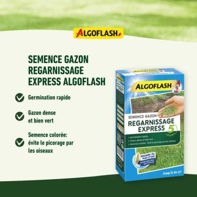 Semences Gazon Regarnissage Express 5 jours 3 kg - Réensemencement rapide!
