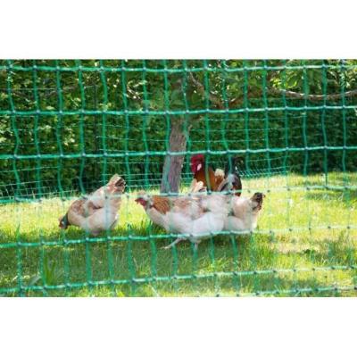 Filet pour poules 50m - Double pointe - Vert - Non électrique