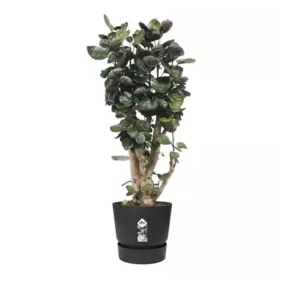 Pot de fleurs ELHO Greenville 47 cm Noir - 100% recyclé