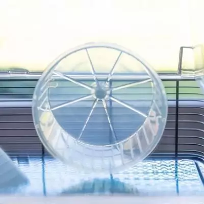 Cage FERPLAST DUNA FUN LARGE - Bleu - 3 étages - Spacieuse et ludique Cage FERPLAST DUNA FUN LARGE - Bleu - 3 étages - Spacieuse et ludique