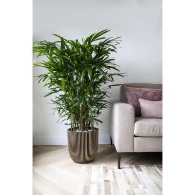 Pot de fleur boule CAPI EUROPE GROOVE NL 35 x 34 cm Noir/Or