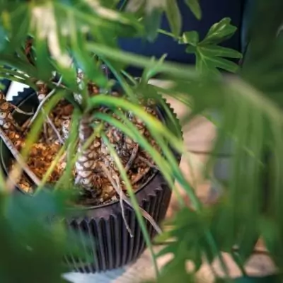 Cache-pot Capi Vase élégant Groove 46x58 cm Noir 445497