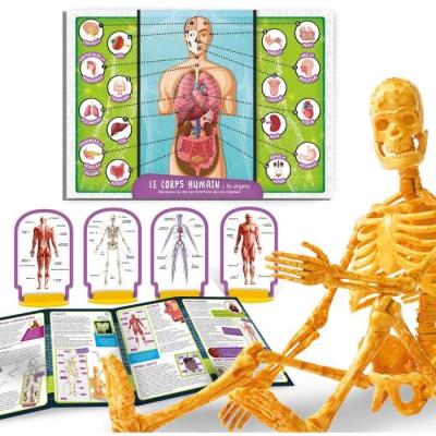 Exploration ludique du corps humain - Kit scientifique - Modele 3D