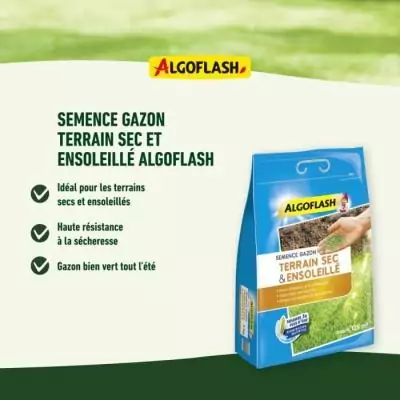 ALGOFLASH Gazon pour terrain sec ensoleillé - 1kg