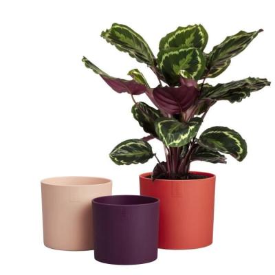 Pot de fleur Elho Lex Pott - Set 14 - Rouge Rose Violet - L 14 x B 13.8 x H 12 cm - Intérieur - 100% recyclé