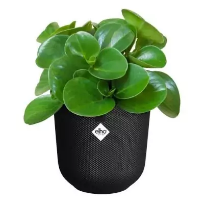 Pot de fleur Elho Jazz Rond Noir - Ø 26 x H 24 cm - Intérieur recyclé Pot de fleur Elho Jazz Rond Noir - Ø 26 x H 24 cm - Intérieur recyclé