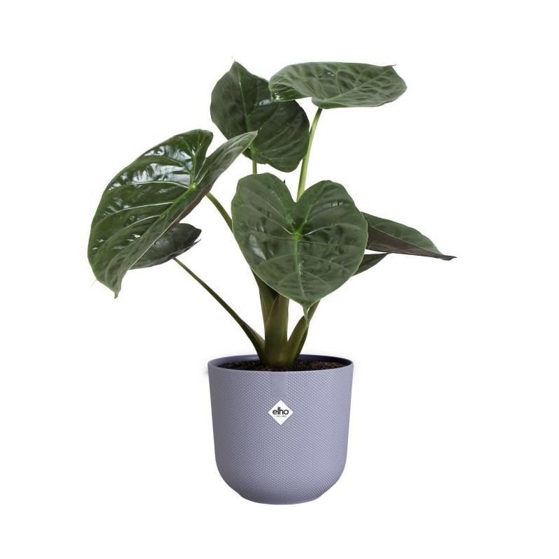 Pot de fleur Elho Jazz Rond Violet 100% recyclé - L 30 x B 29.5 x H 27 cm