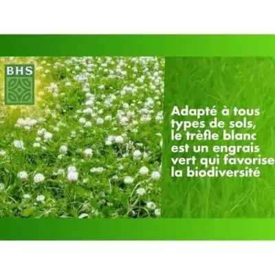 Trefle Blanc - BHS - 500 m² | Gazon naturel biodiversité & résistant Trefle Blanc - BHS - 500 m² | Gazon naturel biodiversité & résistant