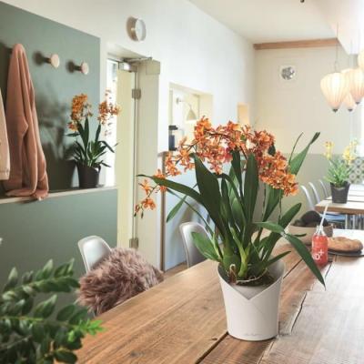 Jardinière LECHUZA ORCHIDEA ALL-IN-ONE Blanc mat