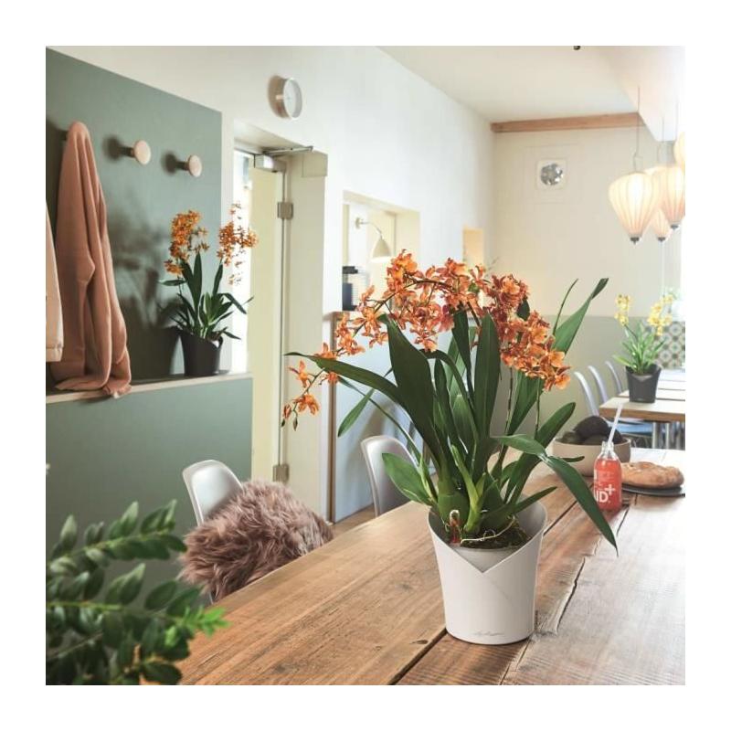 Jardinière LECHUZA ORCHIDEA ALL-IN-ONE Blanc mat
