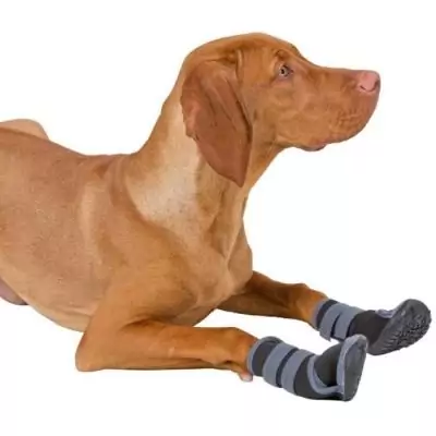Chaussures pour chien KERBL - Protégez ses pattes en toute activité